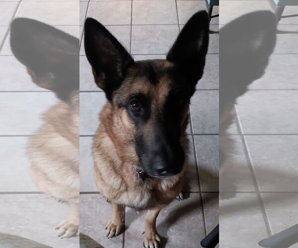 Medium Photo #3 German Shepherd Dog-Unknown Mix Puppy For Sale in Newfoundland, PA, USA