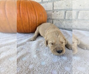 Goldendoodle Puppy for sale in WILLIAMSTOWN, KY, USA