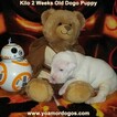 Small Photo #45 Dogo Argentino Puppy For Sale in JANE, MO, USA