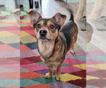 Small #3 Chiweenie