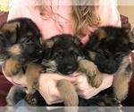 Small Photo #7 German Shepherd Dog Puppy For Sale in POMARIA, SC, USA