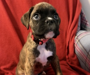 Boxer Puppy for sale in LANSING, MI, USA