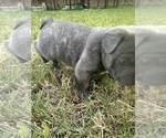 Small #9 French Bulldog