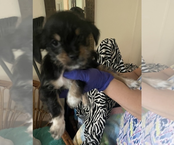 Medium Photo #11 Shorkie Tzu Puppy For Sale in LEBANON, OR, USA