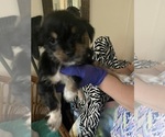 Small #10 Shorkie Tzu