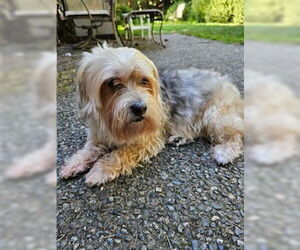 Maltese-Unknown Mix Dogs for adoption in Bellevue, WA, USA