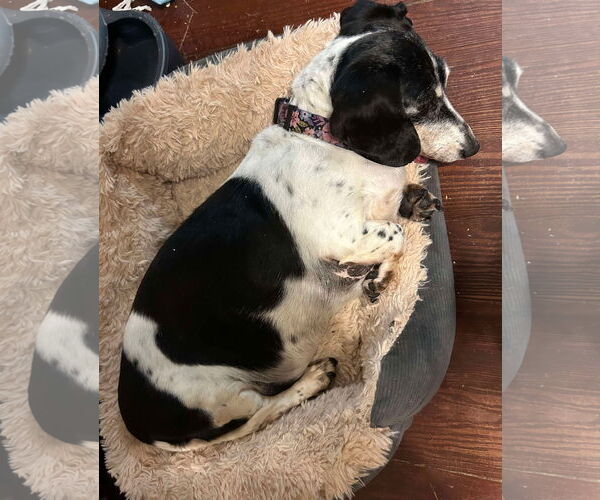 Medium Photo #2 Dachshund Puppy For Sale in Germantown, OH, USA