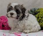 Small #2 Havanese