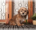 Small #1 Shorkie Tzu