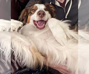 Australian Shepherd Dogs for adoption in Fort Collins, CO, USA