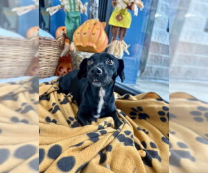 Chiweenie Dogs for adoption in Temple, TX, USA