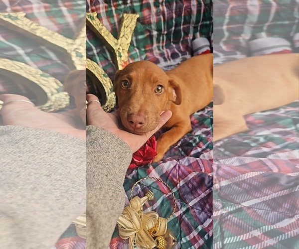 Medium Photo #2 Dachshund-Vizsla Mix Puppy For Sale in Wakefield, RI, USA