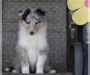 Collie Puppy for sale in FREDERICKSBURG, OH, USA