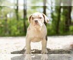 Small Photo #3 Olde English Bulldogge Puppy For Sale in WARSAW, IN, USA