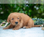 Small #3 Golden Retriever