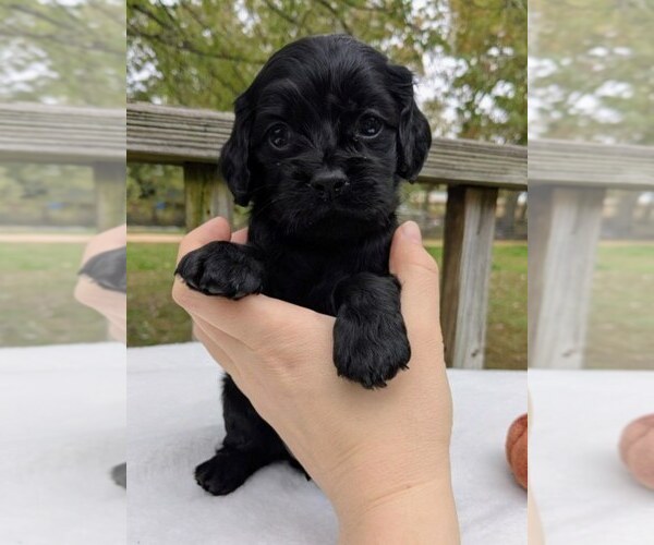 Medium Photo #3 Cock-A-Poo Puppy For Sale in SALEM, MO, USA