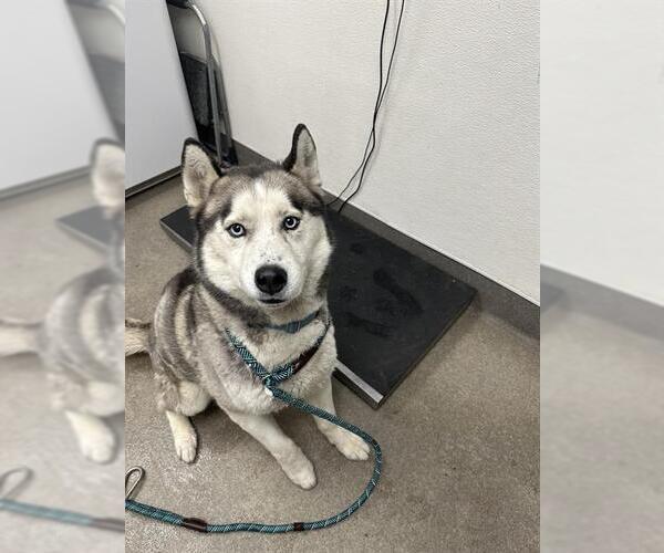 Medium Photo #1 Siberian Husky Puppy For Sale in HESPERIA, CA, USA