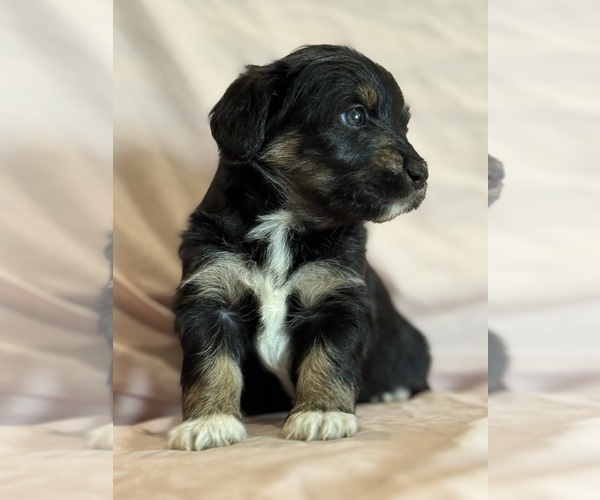 Medium Photo #10 Corgipoo Puppy For Sale in LONGMONT, CO, USA