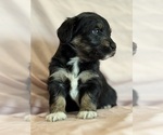 Song - Female Corgipoo Puppy for Sale - Photo #10