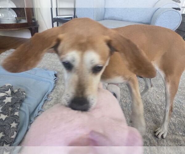 Medium Photo #10 Mutt Puppy For Sale in Sandy, UT, USA