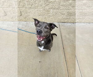 KangaRoo - Female Blue Lacy-Unknown Mix Dog for Adoption - Photo #43