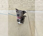 Small #42 Blue Lacy Mix