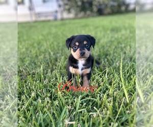 Medium Miniature Australian Shepherd-Mutt Mix