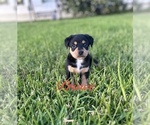 Puppy Prince Miniature Australian Shepherd-Mutt Mix