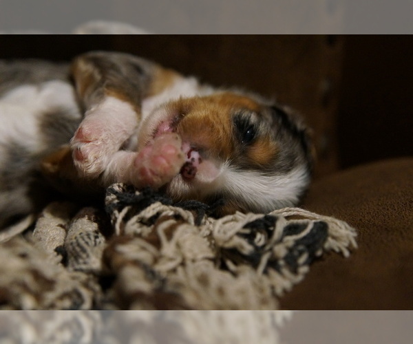 Medium Photo #2 Golden Mountain Doodle  Puppy For Sale in JIM FALLS, WI, USA