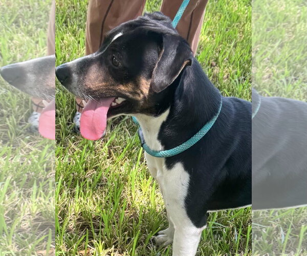 Medium Photo #4 Jack Russell Terrier-Mountain Cur Mix Puppy For Sale in Oakhurst, NJ, USA
