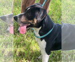 Small #3 Jack Russell Terrier-Mountain Cur Mix