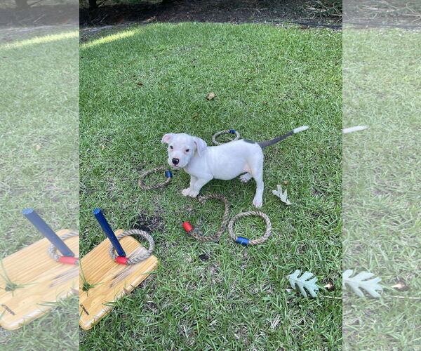 Medium Photo #5 American Pit Bull Terrier-Unknown Mix Puppy For Sale in Derwood, MD, USA