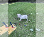 Small #4 American Pit Bull Terrier Mix