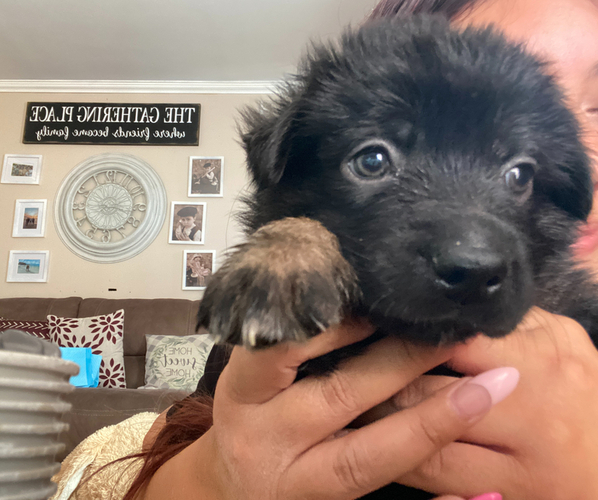 Medium Photo #3 Shepweiller Puppy For Sale in DOWNEY, CA, USA