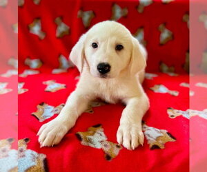 Great Pyrenees-Unknown Mix Dogs for adoption in Osgood, IN, USA