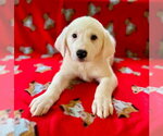 Small Great Pyrenees Mix