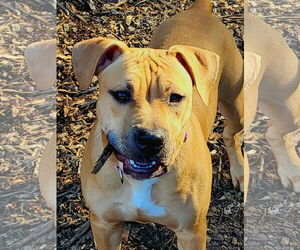 Mutt Dogs for adoption in Holly Springs, NC, USA