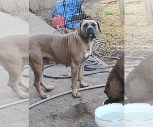 Mother of the America Bandogge Mastiff-Cane Corso Mix puppies born on 04/25/2026