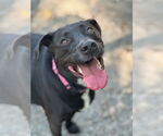 Small #17 Labrador Retriever Mix