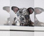 Small French Bulldog