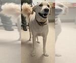 Small Great Pyrenees