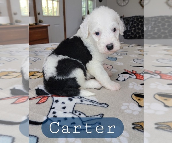 Medium Photo #2 Sheepadoodle Puppy For Sale in GOLDEN CITY, MO, USA