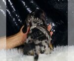 Small #4 Dachshund