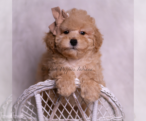 Medium Photo #1 Poodle (Toy) Puppy For Sale in WARSAW, IN, USA