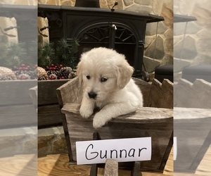 English Cream Golden Retriever Puppy for sale in BARNWELL, SC, USA