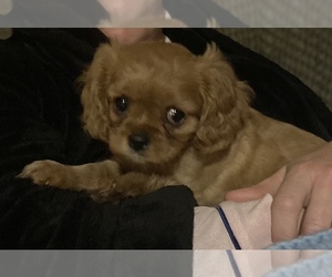 Cavalier King Charles Spaniel Puppy for sale in BUFFALO JUNCTION, VA, USA