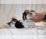 Small #17 Shih Tzu