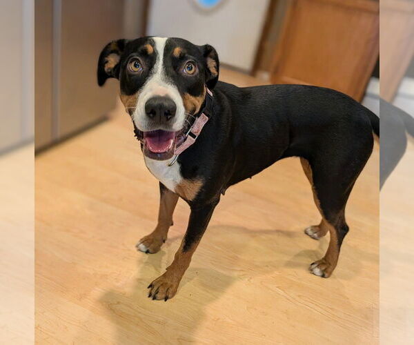 Medium Photo #4 Mutt Puppy For Sale in Vail, AZ, USA