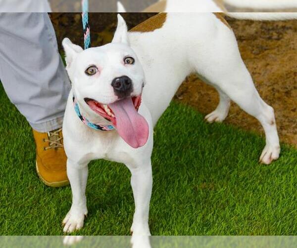 Medium Photo #1 American Staffordshire Terrier-Unknown Mix Puppy For Sale in Tallahassee, FL, USA