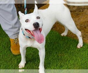 American Staffordshire Terrier-Unknown Mix Dogs for adoption in Tallahassee, FL, USA